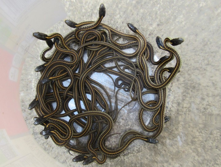 Coast Garter Snakes